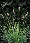 Sesleria argentea